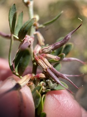 Acmispon dendroideus dendroideus