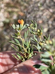 Acmispon dendroideus dendroideus