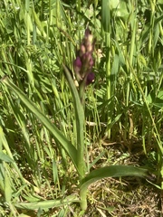 Anacamptis