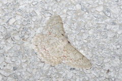 Pingasa ruginaria pacifica