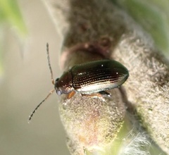 Crepidodera plutus