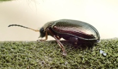 Crepidodera plutus
