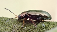 Crepidodera plutus