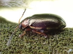 Crepidodera plutus