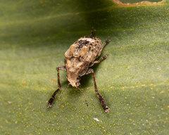 Araecerus palmaris