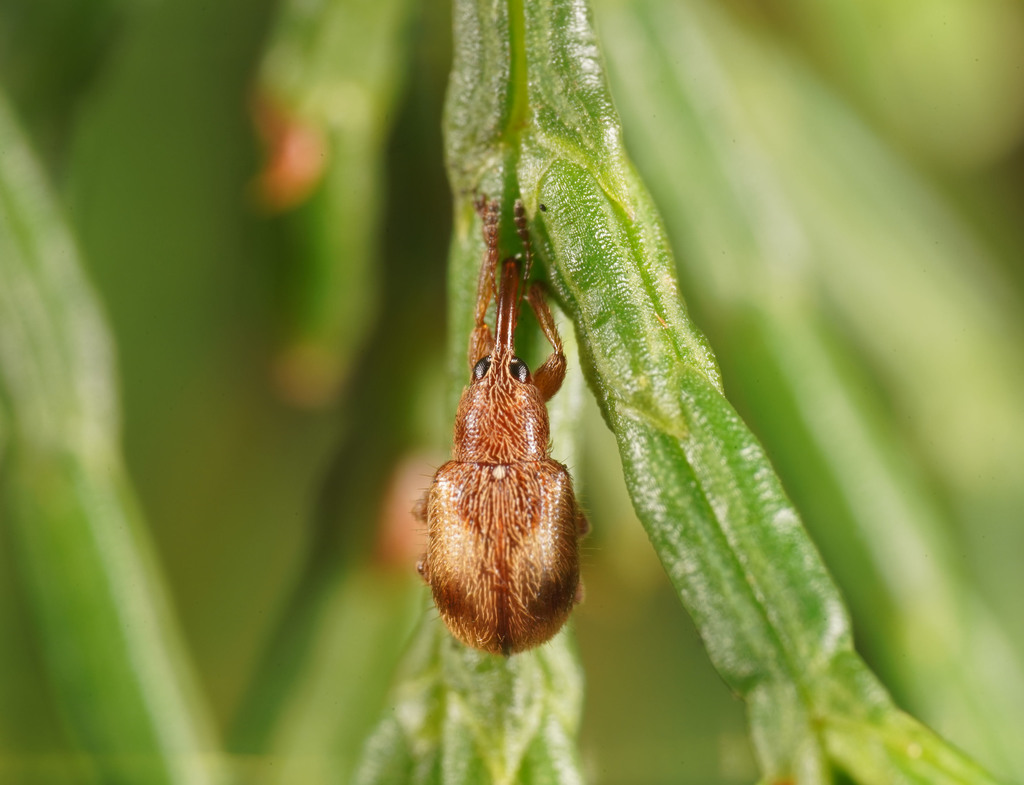 Caridae