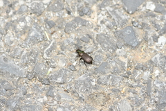 Harpalus chalcentus