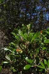Comarostaphylis diversifolia