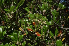 Comarostaphylis diversifolia