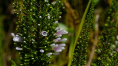 Erica perspicua