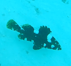 Epinephelus maculatus