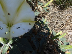 Trichobaris compacta