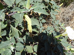 Trichobaris compacta