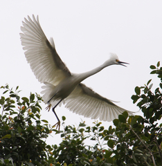 Egretta thula