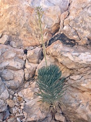 Arabidella glaucescens