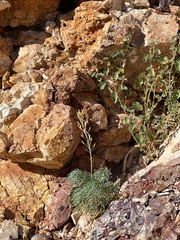 Arabidella glaucescens