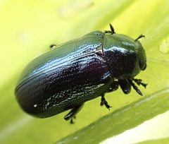 Phratora vulgatissima