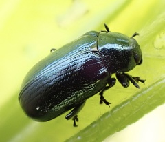 Phratora vulgatissima