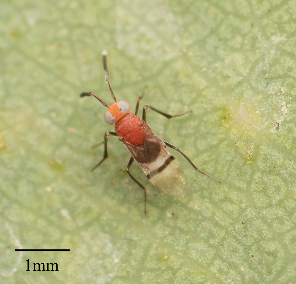 Anagyrus paralia