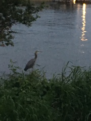 Ardea herodias