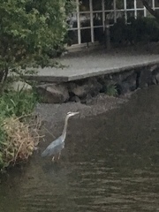 Ardea herodias