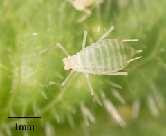 Acyrthosiphon lactucae