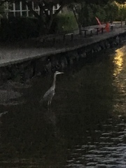 Ardea herodias
