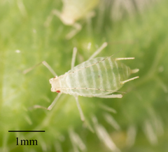 Acyrthosiphon lactucae