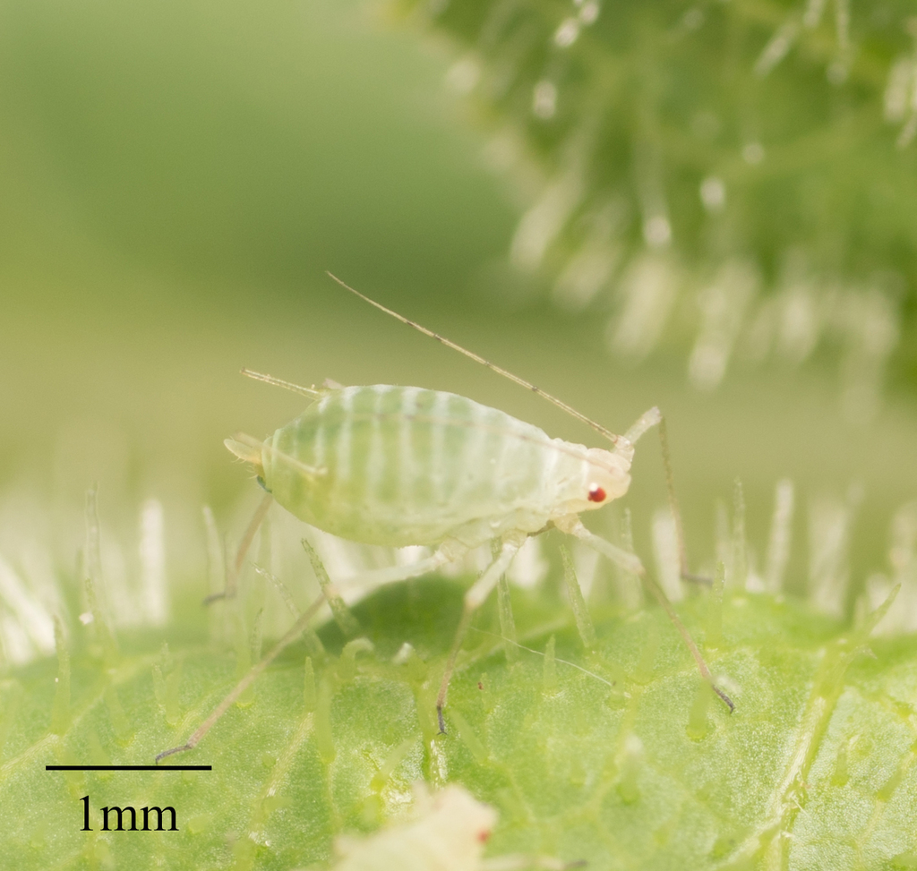 Aphid