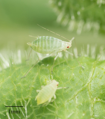 Acyrthosiphon lactucae