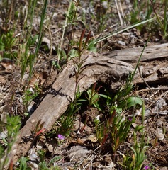 Clarkia epilobioides