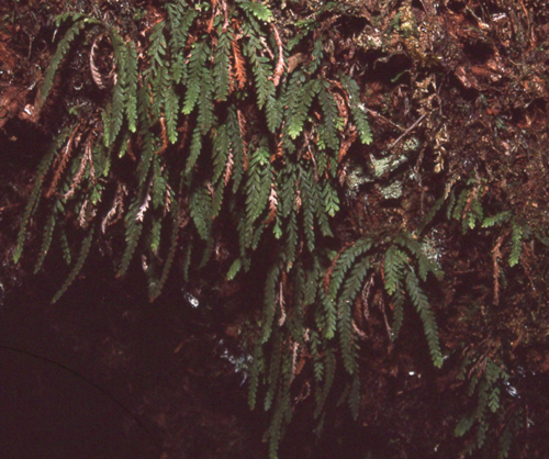 Chrysogrammitis musgraviana (Chrysogrammitis musgraviana)