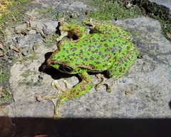 Zhangixalus duboisi
