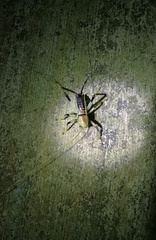 Ocellarnaca wolffii