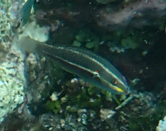 Stethojulis bandanensis