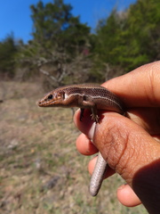 Plestiodon anthracinus