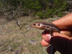 Plestiodon anthracinus
