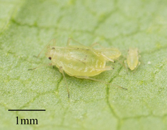 Myzus persicae