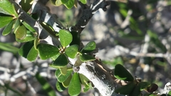 Diospyros manampetsae