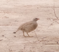 Ammoperdix griseogularis