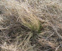 Stipa tirsa