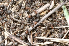 Formica pratensis