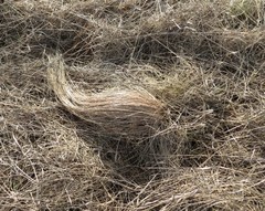 Stipa tirsa