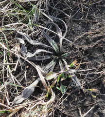 Pontechium maculatum