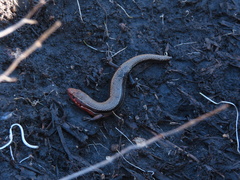 Plestiodon anthracinus