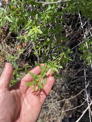 Baccharis plummerae plummerae