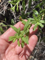 Baccharis plummerae plummerae