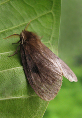 Bembina isabellina