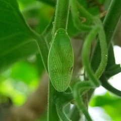Chloronana