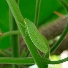 Chloronana